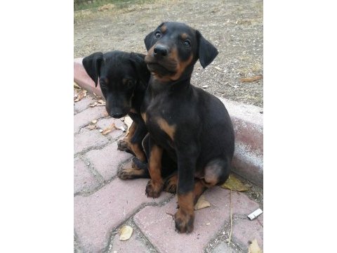 Doberman pinscher yavrusu acil sahiplendirilecektir