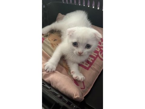 Scottish fold yavru