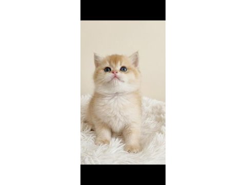 Irk garantili golden british shorthair bebekler