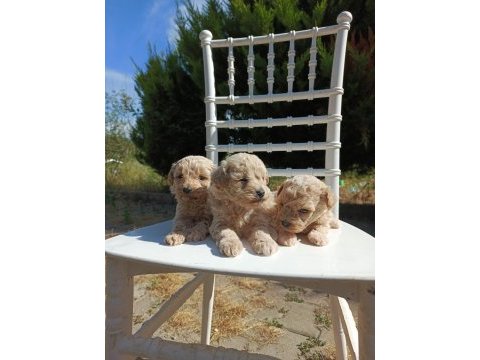 Rezerveye açık maltipoo bebeklerim