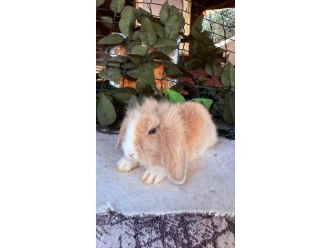 Orjınal hollanda teddy lop tavşanı