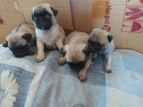 Pug köpeği yavrularımız