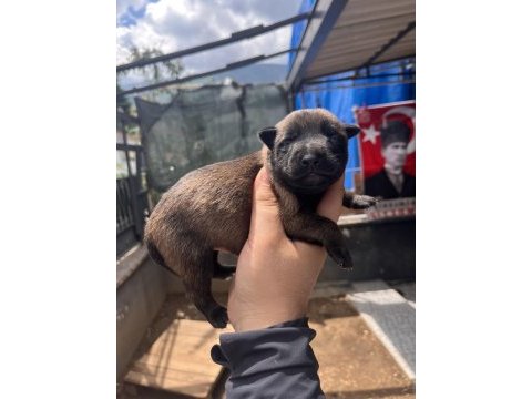 Safkan ırk garantili malinois köpekler