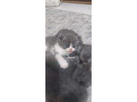 3 haftalık scottish fold yavrular