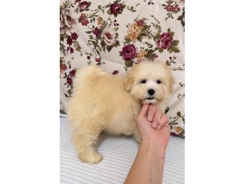 Boncuk gibi maltipoo köpeği
