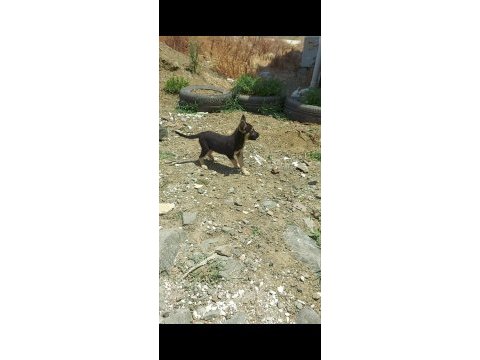 Satılık alman kurt yavruları
