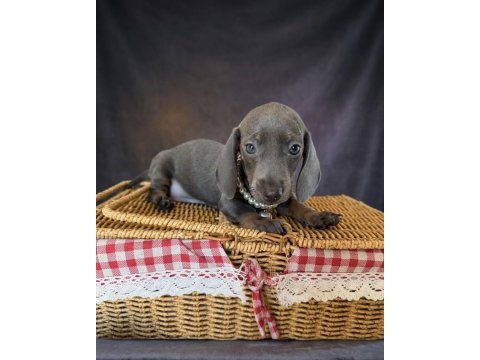 Mavi gözlü dachshund yavruları