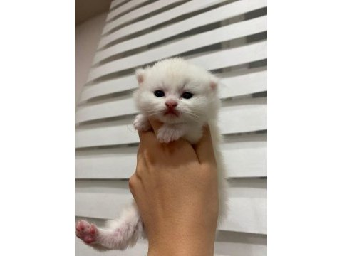 Chinchilla yavru
