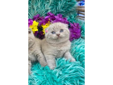 Show kalite scottish fold bebekler yeni yuvalarını arıyor