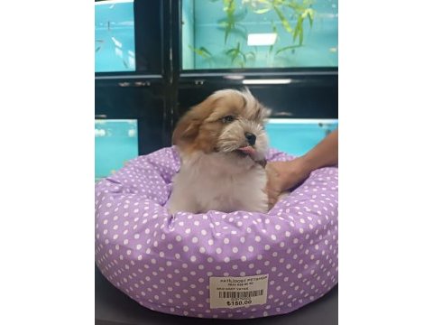 3 aylık dişi shih tzu yavrular