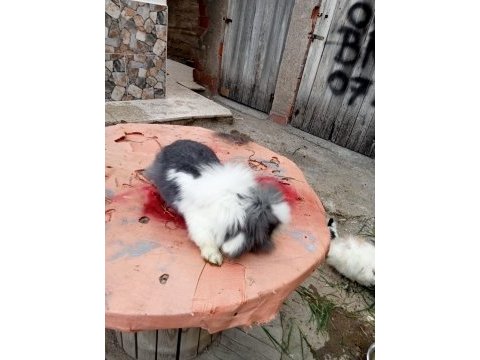 Üç adet hollanda lopu ve iki adet angora tavşanı