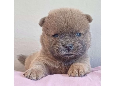 Fawn nadir renk chow chow