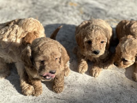 Tüy dökmez koku yapmaz poodle bebekler hazır