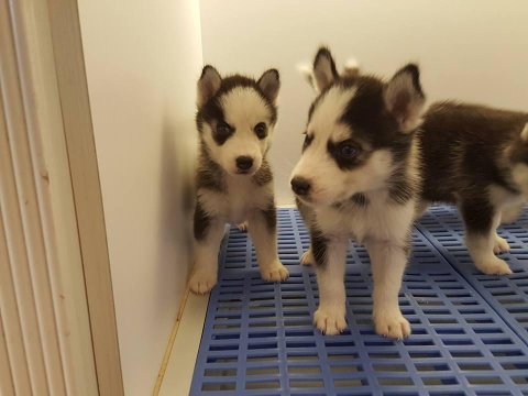 Husky sibirya yavruları