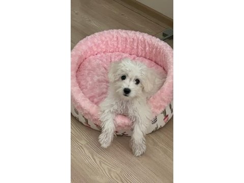 4 aylık aşıları tam yavru maltipoo