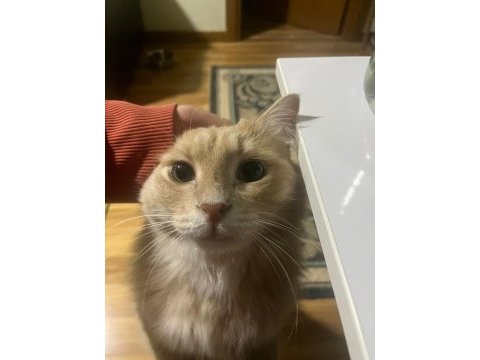 Kedim paşayı alerjimden dolayı sahiplendiriyorum