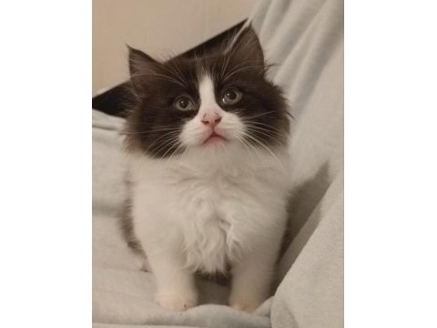 British longhair yavru kediler