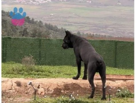 Cane corso köpeğimiz herküle eş arıyoruz