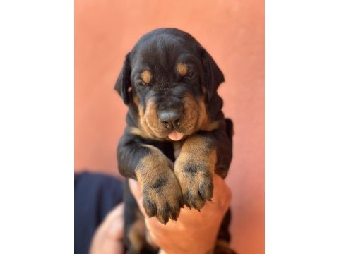 A secereli dobermanlar