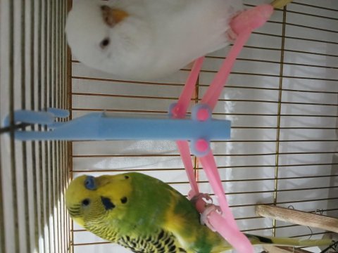 Çift albino ve sarı yeşil kuş