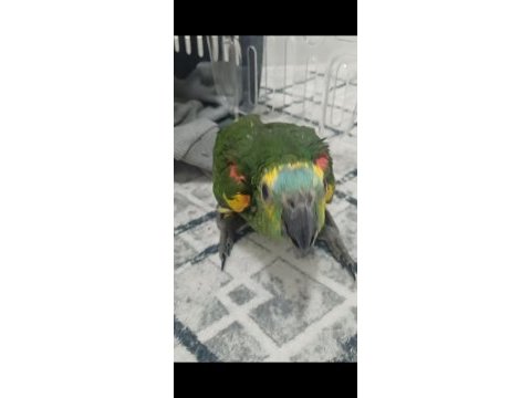 Full evcil bebek amazon papağanı blue frond