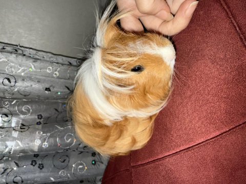 Kendi ginepig yavrusu erkek sahiplendireceğim