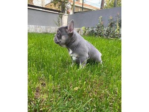 Balıkesir kaliteli french bulldog yavrular