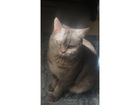 Bulut, british shorthair silver shaded