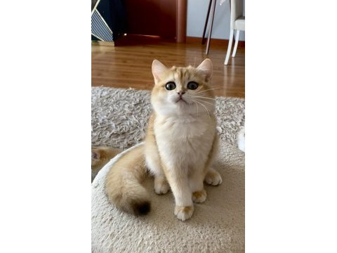 Safkan british shorthair erkek yavru