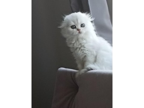 Mükemmel sıfır kulak scottish fold longhair bebeğim