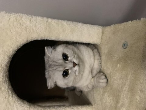 Scottish fold dişi 4 yaşında