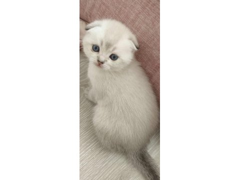 Enfes tatlı scottish fold blue point maviş yavrular