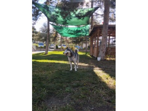 2 buçuk yaşında safkan dişi husky (sibirya kurdu)