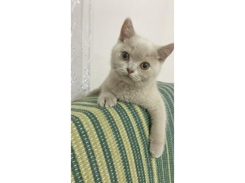 Detaylı bilgi için arayın british shorthair