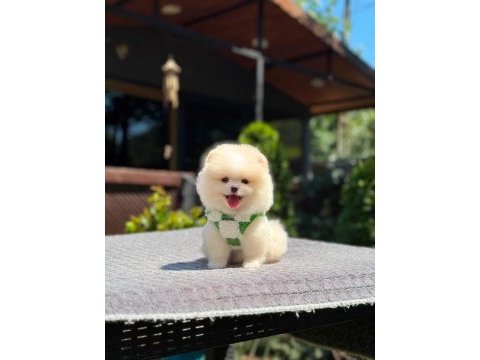 Sağlık ve ırk garantili pomeranian köpekler
