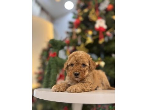 Minik maltipoo bebeklerim