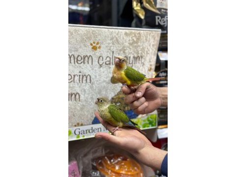 Her renk bebek konur papağanları