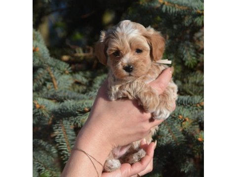 Maltipoo yavrularımız