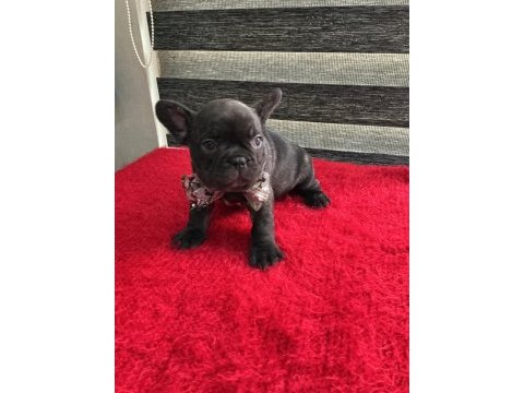 Yurt dışı kan hattı egzotik mıcro french bulldog yavrular