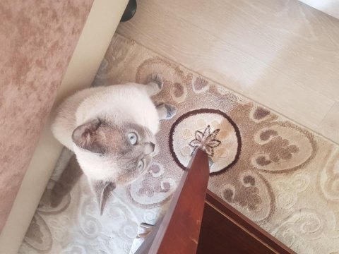 Siyam kedisi iran