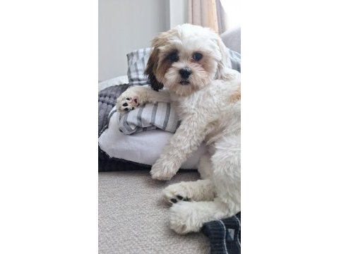 5 aylık shih tzu