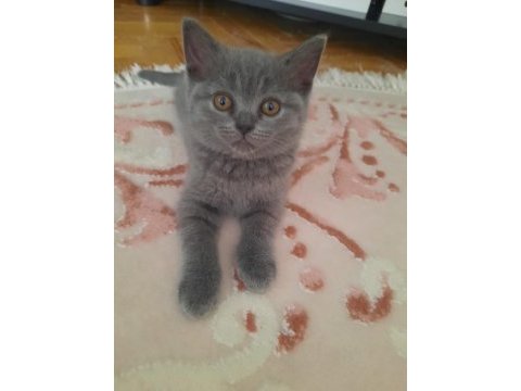 Yavru kedi tatlı scottish fold