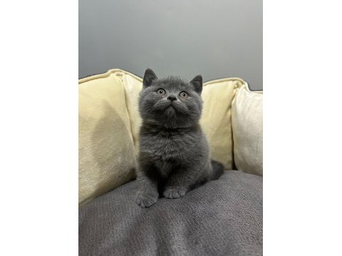 Ayı surat koca kafa british shorthair bebekler