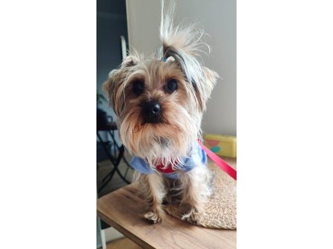 Yorkshire terrier cinsi oğluma eş arıyorum