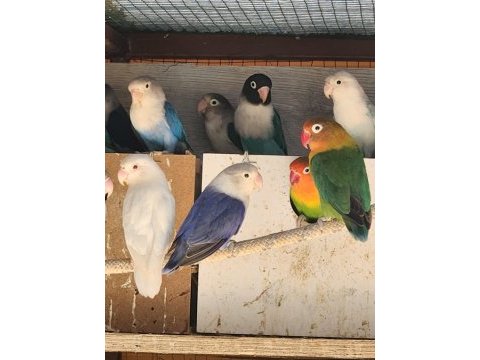 Cennet papağanı takımlar