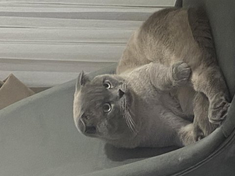 Scottish fold lokum kedimiz