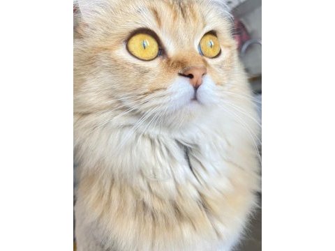 Güzel british longhair kızımıza sıcak bir yuva