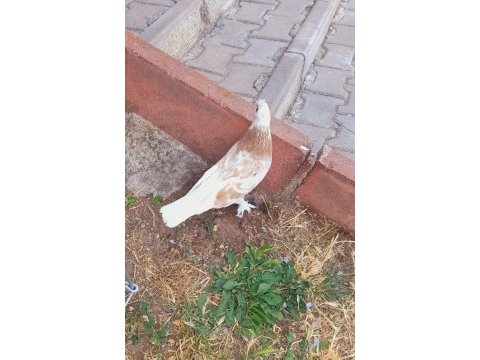 Sarı ala perçem erkek güvercin 81 ile gönderim vardır