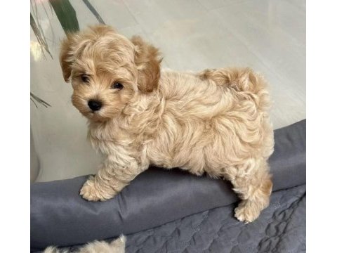Harika kalitede maltipoo bebeklerimiz