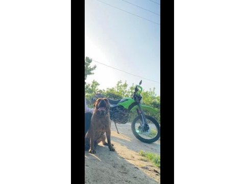 Presa canario yavrular yer bursa son 3 adet